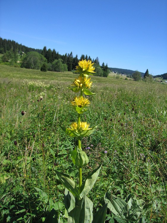 Gentiana lutea